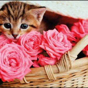 Kangaro K-0014D118 Podložka na stôl PP 38x58cm Mačiatko