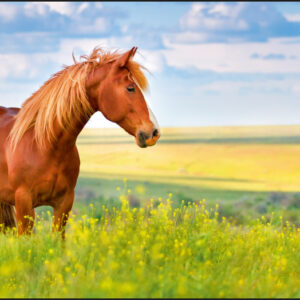 Kangaro K-0014D117 Podložka na stôl PP 38x58cm Kôň